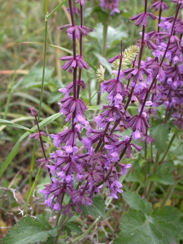 Júdeai zsálya, Salvia judaica, fűszernövény, fűszer